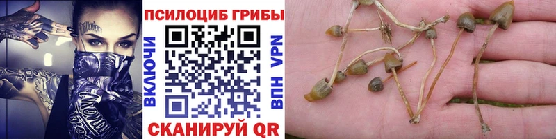 Псилоцибиновые грибы Magic Shrooms  Темрюк 